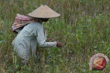 Pemerintah bantu petani gagal panen Rp12,7 miliar