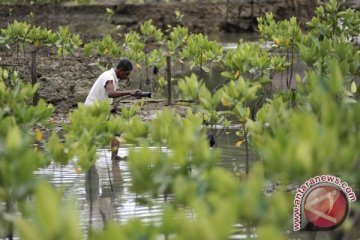 Ribuan Mangrove di Pantai Rangas Tidak Tumbuh
