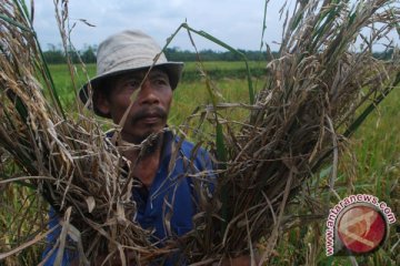 Diserang Hama, Hasil Panen Merosot 50 Persen