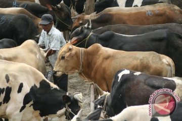 Insentif Rp600 juta untuk peternak sapi