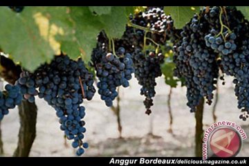 Anggur Bordeaux Hadapi Ancaman Iklim