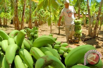 Lebak fokus kembangkan tanaman pisang