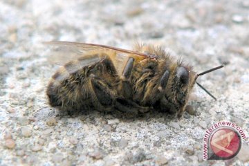 Sebabkan kematian lebah, Eropa mungkin larang pestisida