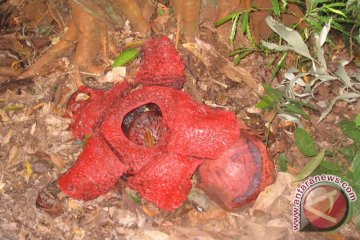 Sudah 39 bunga Rafflesia mekar di Bengkulu