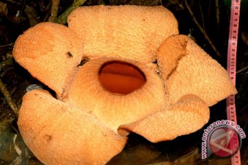 Kerusakan hutan Sumatera percepat kepunahan Rafflesia