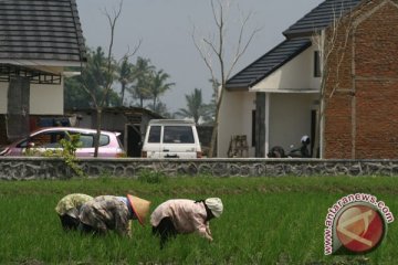 Pengamat: Perlu Regulasi Alih Fungsi Lahan persawahan