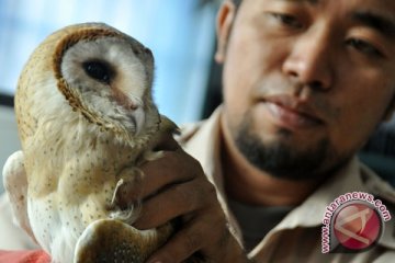 Burung Hantu Dimanfaatkan Perusahaan Perkebunan Basmi Tikus