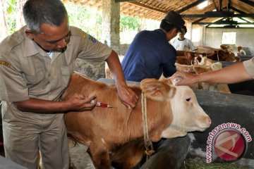 Sapi mati mendadak di Blitar positif antraks