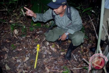 Tiga Ekor Badak Jawa Mati Selama 2010