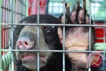 Beruang madu mangsa ayam warga bingungkan WWF