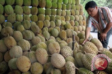 Pekalongan gelar festival durian akhir Januari