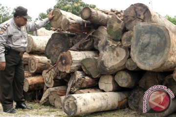 TNI amankan 476 kg kulit kayu masohi tanpa dokumen di perbatasan RI-PNG