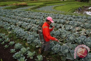 Petani kol Buleleng untung Rp3 juta sekali tanam