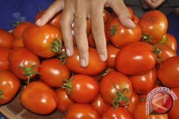 Tomat Digratiskan Petani Akibat Harga Anjlok  