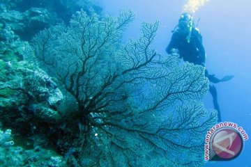 Salat zuhur di bawah laut Ternate