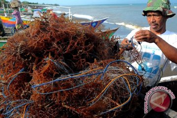 Indonesia tak impor produk olahan rumput laut