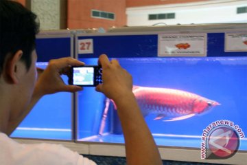 Peluang Pasar Ikan Arwana Masih Terbuka Lebar