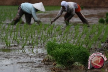 Saran pengamat ke  pemerintah:  mutakhirkan data pangan