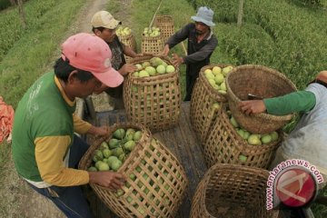 Mangga indramayu gagal dipanen