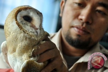 Populasi Burung Hantu di Rangkasbitung Punah