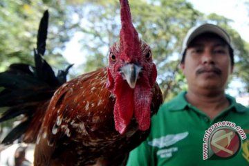 Ayam Ketawa Jadi Ajang Bisnis