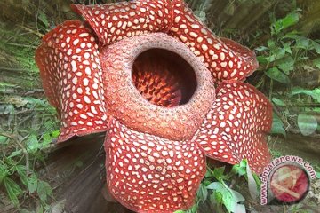 Bunga bangkai Gunung Kidul belum tentu rafflesia 