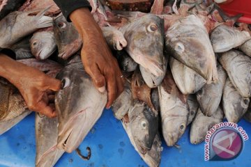 Bali Ekspor Ikan Kakap 28,8 Ton