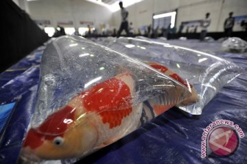 Festival Ikan Koi Digelar di Jakarta 