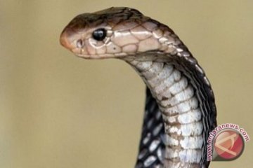 Kobra Kebun Binatang Bronx Ditemukan