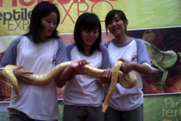 Ekspo Reptil Pertama di Batam