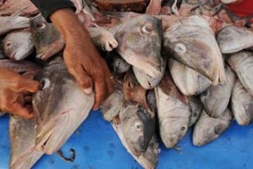 KEPALA IKAN KAKAP