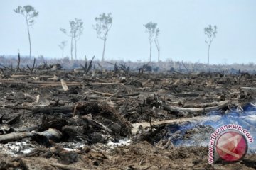 Ekspansi lahan beratkan industri sawit