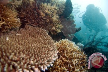 Kerusakan terumbu karang sultra 72 persen