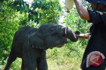 Uni Eropa adopsi anak gajah dari Leuser