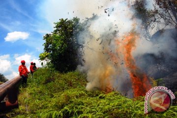 Regdam Kebakaran Hutan Dumai Didatangi Harimau Liar