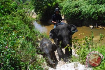 Kebakaran  Ancam Habitat Gajah PLG