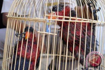 BKSDA lepaskan 73 burung nuri hasil sitaan