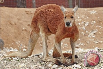 Kangguru serang wanita Australia 