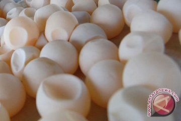 Pemkot Pariaman selidiki penurunan produksi telur penyu