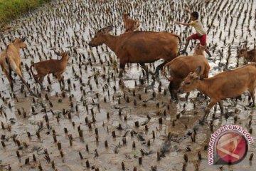 Pakan Sapi Indonesia Lebih Baik Daripada Australia