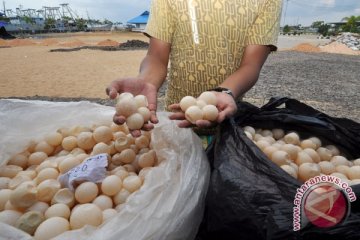 Karantina Entikong musnahkan ribuan butir telur ilegal