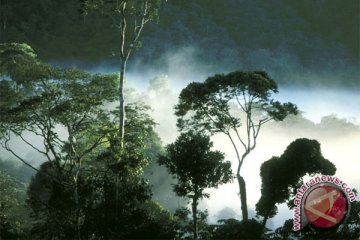 Luas tutupan hutan Sumbar terbaik di Sumatera