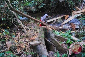 Pencurian kayu di Buton utara merajalela