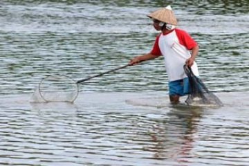 MENJARING IKAN