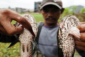 STRUM IKAN