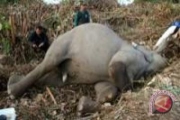 Dua Gajah di Riau Dipastikan Tewas Diracun