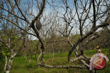 Kebun percontohan Kakao Sulbar jadi kebun promosi 