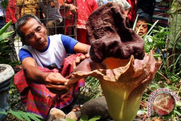 Bunga Bangkai Mekar di Cibodas