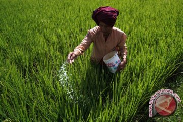 Produksi Sawah Majene Tujuh Ton Per Hektar