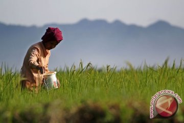 Pupuk urea bersubsidi berubah warna jadi pink 